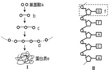 (10分)下图中Ⅰ是由氨基酸形成蛋白质的示意图,图Ⅱ为