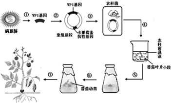 口蹄疫是由口蹄疫病毒引起的一种偶蹄动物传染