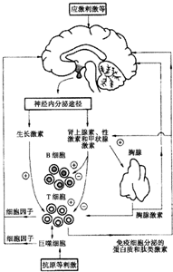等动物稳态调节过程,请回答有关问题.(1)实验发