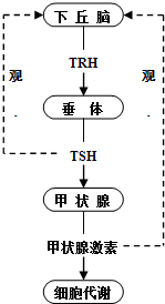 向小白鼠注射促甲状腺激素(TSH),会使下丘脑的