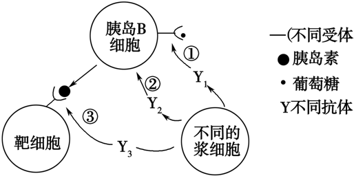 糖尿病的形成有多种原因.如图所示①、②、③