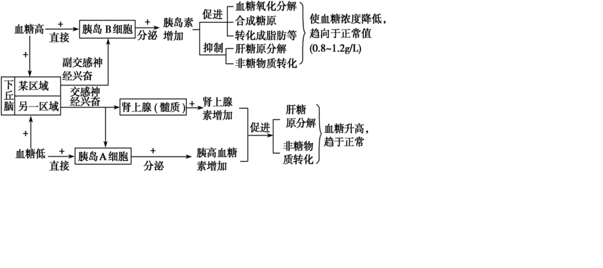 如图是人体胰岛素分泌调节及发挥生理作用的示