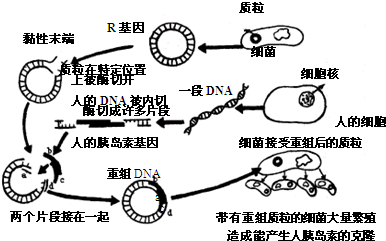 利用基因工程生产蛋白质药物,经历了三个发展