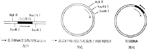 基因工程利用某目的基因(图甲)和P1噬菌体载体