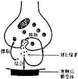 临床发现注射青霉素可能引起过敏性休克,肾上
