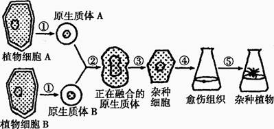 植物体细胞杂交的最大优点是可以克服远缘杂交不亲和的障碍 b.