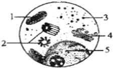 如图所示为电子显微镜视野中观察到的某细胞的