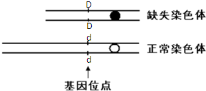 紫罗兰花瓣的单瓣与重瓣是由常染色体上一对等