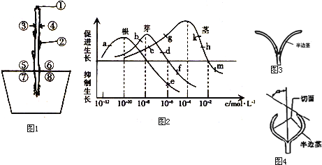 溶液图中,图1是一株盆栽植物(①②表示不同部