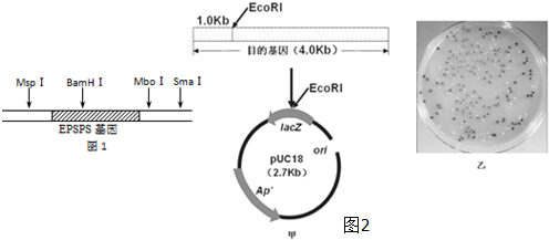 草甘膦是一种广谱除草剂,其除草机制是抑制植