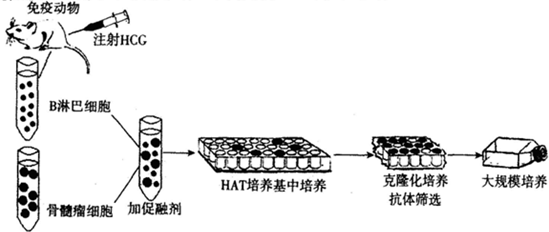 目前,科学家可以应用生物技术进行一些疾病的
