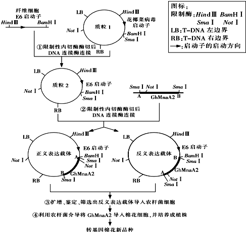回答下列有关基因工程的问题.普通棉花中含β