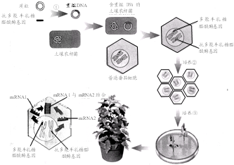 回答有关基因工程方面的问题番茄营养丰富,是