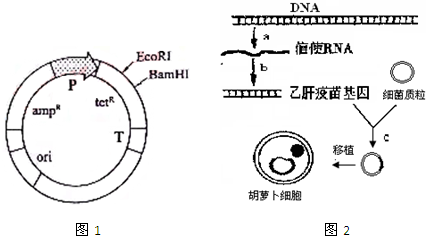 图1为某种质粒表达载体简图,ampR为青霉素抗