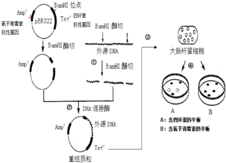是大肠杆菌的一种质粒,Ampr表示氨苄青霉素抗