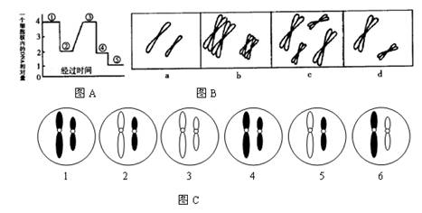 高等动物精巢内所看到的体细胞分裂及其精子形