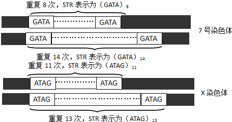 重复排列而成的片段,单元的重复次数在不同个