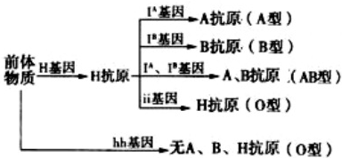 已知等位基因H、h及复等位基因ⅠA、ⅠB、i共