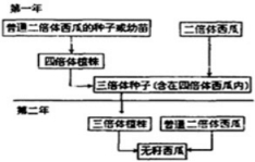 如图所示是三倍体西瓜育种原理的流程图:(1)用