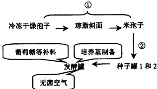 青霉素作为治疗细菌感染的药物,是20世纪医学