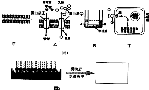 1回答以下问题:(l)磷脂是组成细胞的主要脂质,它