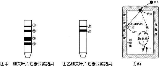 层析液倒入试管,将滤纸条画线一端朝下,轻轻插