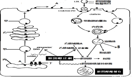 回答下列关于人体代谢及其调节的问题。组织细