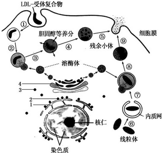 如图是某组织细胞部分结构及生理过程的示意图