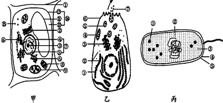 如图是细胞的亚显微结构模式图,请据图回答:(1