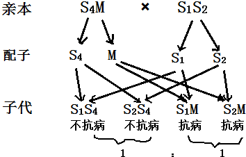 和性是由位于一对同源染色体上的复等位基因(