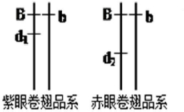 例接近1:1,说明控制翅形的基因位于_染色体上