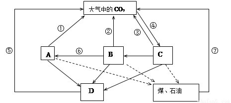 ͼ̬ϵͳ̼ѭʾͼ,a,b,c,dȺ.
