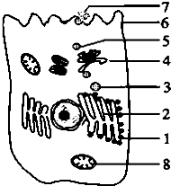 在一定时间内,使某种动物细胞吸收放射性同位