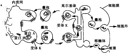题:(1)该过程发生在_(填原核或真核)细胞中