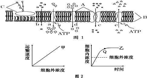 知某海洋生物的细胞中物质X、物质Y浓度分别