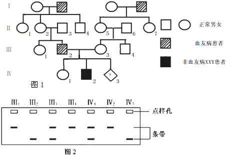 甲型血友病是由X染色体上的隐性基因导致的遗