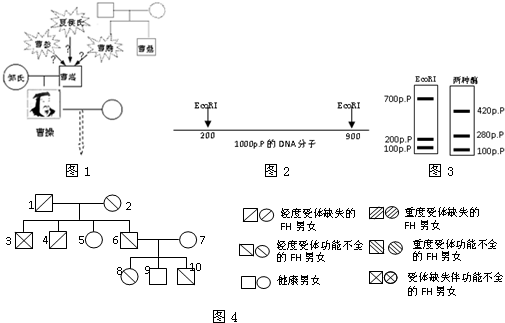 A分子.(1)研究所用的DNA分子应选自_染色体;