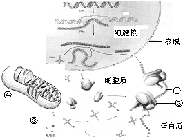如图为某生物细胞内蛋白质合成和转运的示意图