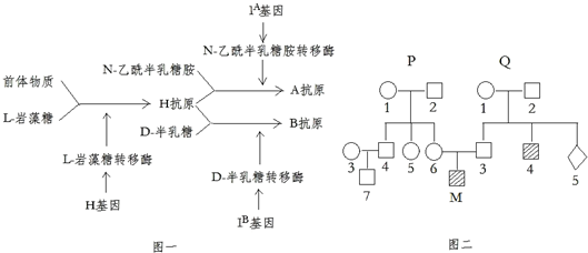 是临床应用最频繁和最重要的血型系统,基因IA