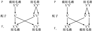 如图为某生物的性染色体简图:X和Y染色体有一