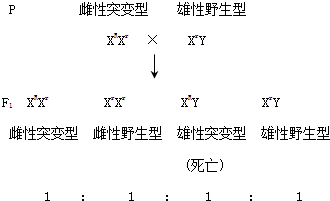 果蝇是很好的遗传学实验材料,某小组以果蝇为