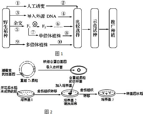 如图1表示水稻育种的一些途径.请回答下列问题