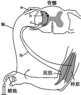 请回答下列有关神经调节相关问题:(1)当一些人