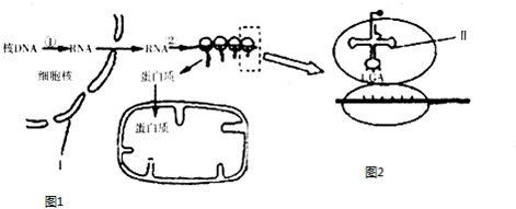 合成示意图.请据图回答下列问题:脯氨酸CCA、