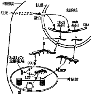 如图所示是植物在红光下基因控制合成叶绿体基