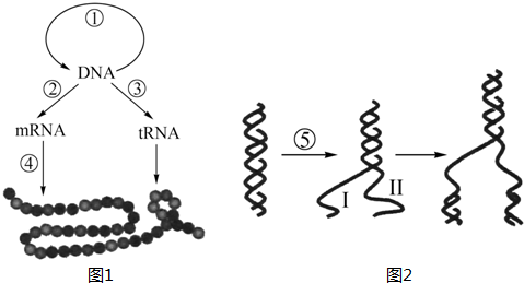 胞内生物大分子间的传递规律称为中心法则.图