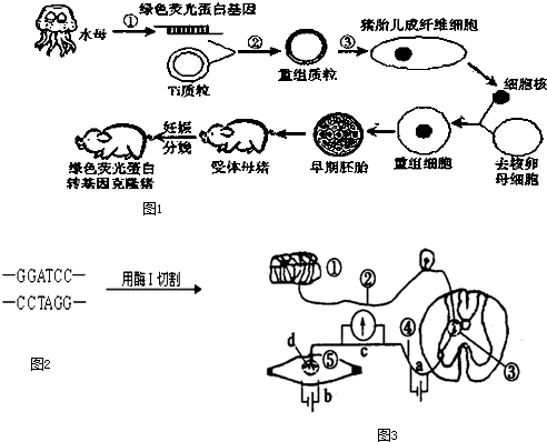 能.图1为我国首例绿色荧光蛋白(GFP)转基因克