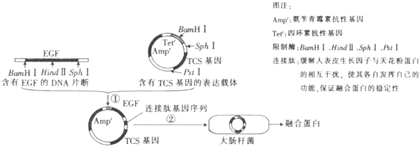 一招聘序列调控合成的蛋白质.人的女生生长因兼职表皮控制图片