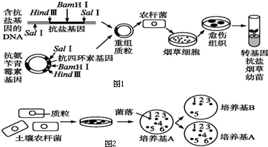 某质粒上有SalI、Hindm、BamHI三种限制酶切