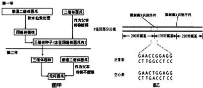 如图甲是无籽西瓜育种的流程图,但无籽西瓜在